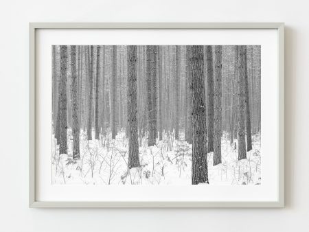 Winter scene in the Haliburton County forest | Wall Art Online now