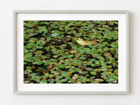 Yellow bullfrog in a large patch of lily pads | Wall Art Online Hot Sale