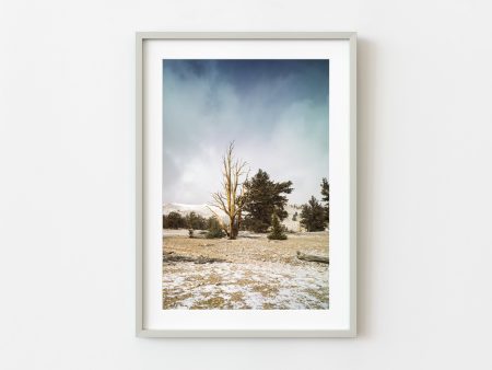 Ancient Bristlecone Tree in White Mountains | Wall Art Fashion