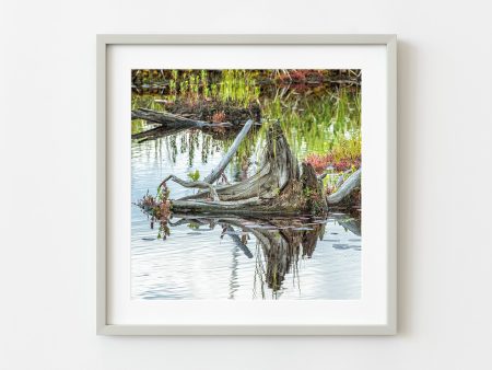 Algonquin Parks Swamp Tree Stump Emanates Enigmatic Charm | Wall Art Supply