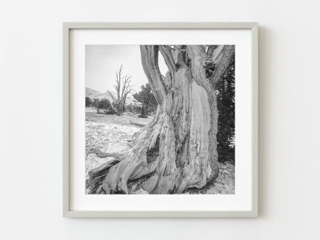 Ancient California Tree Timeless Beauty | Wall Art Online now