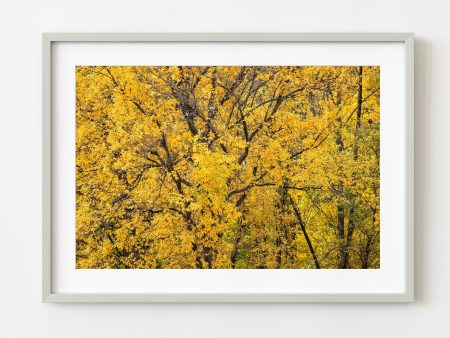 Yellow fall foilage tree closeup | Wall Art Online now