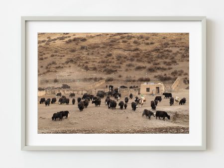 Yak ranch at the base of a Tibetan mountain | Wall Art Discount