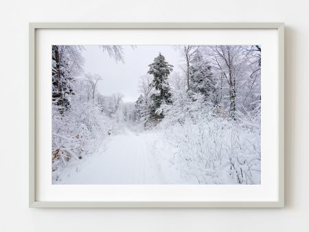 Beautiful snow covered forest and snowmobile trail | Wall Art on Sale