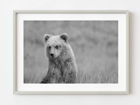 Young brown bear in Alaska | Wall Art Fashion