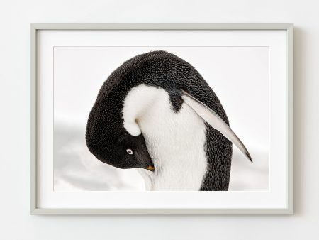 Young Gentoo penguin grooming himself | Wall Art For Cheap