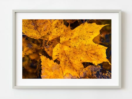 Yellow leaves floating on water Algonquin Park | Wall Art Online Sale